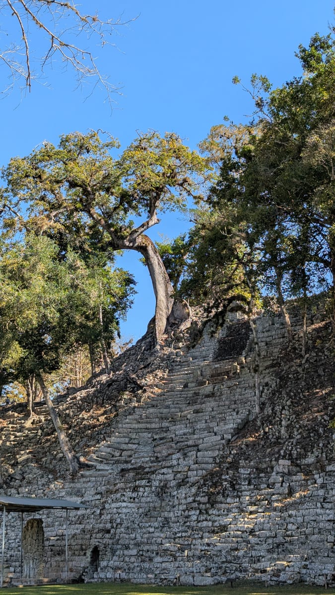 Stone steps and trees at the Copan Maya ruins