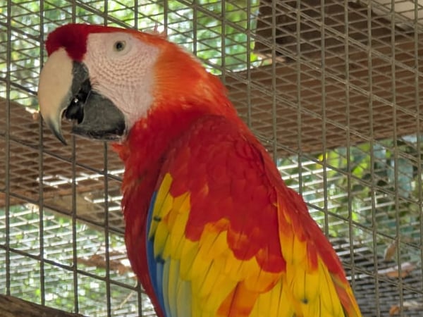 Scarlet macaw perched at Macaw Mountain