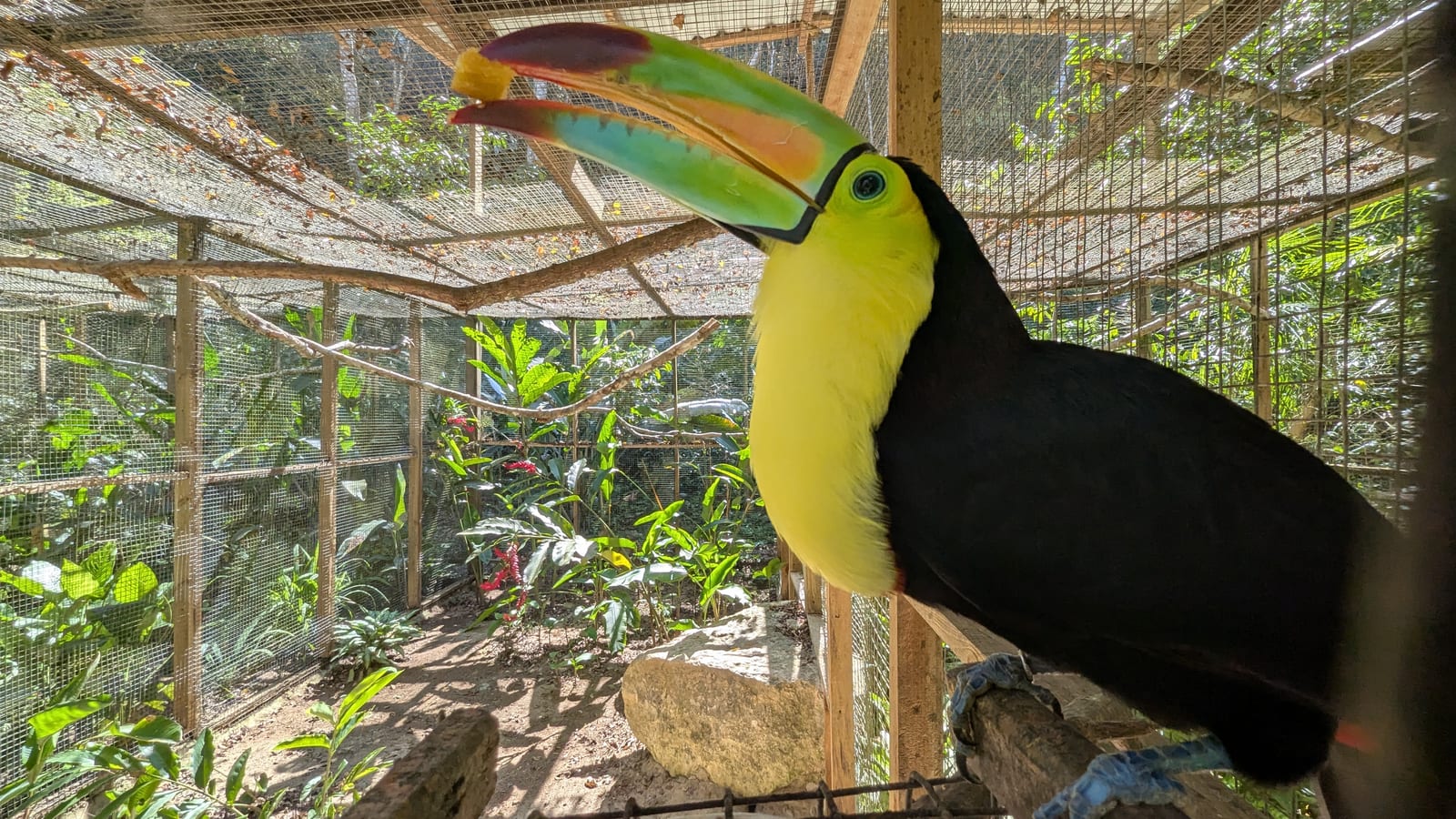 Toucan perched inside Macaw Mountain bird park