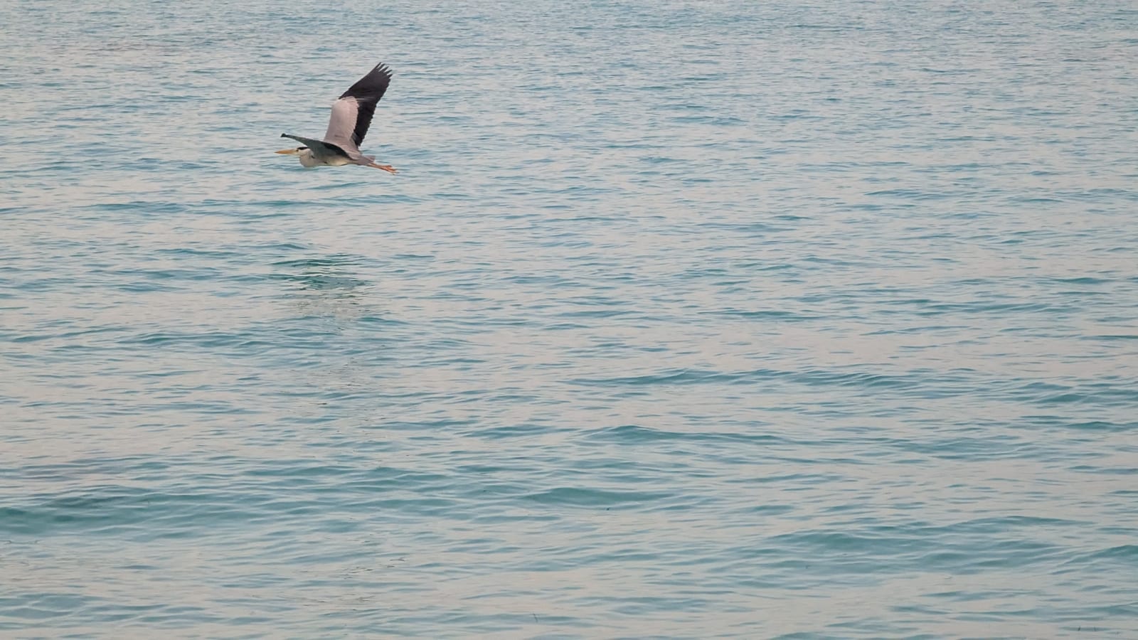 A heron flying low over the water near Dhigurah