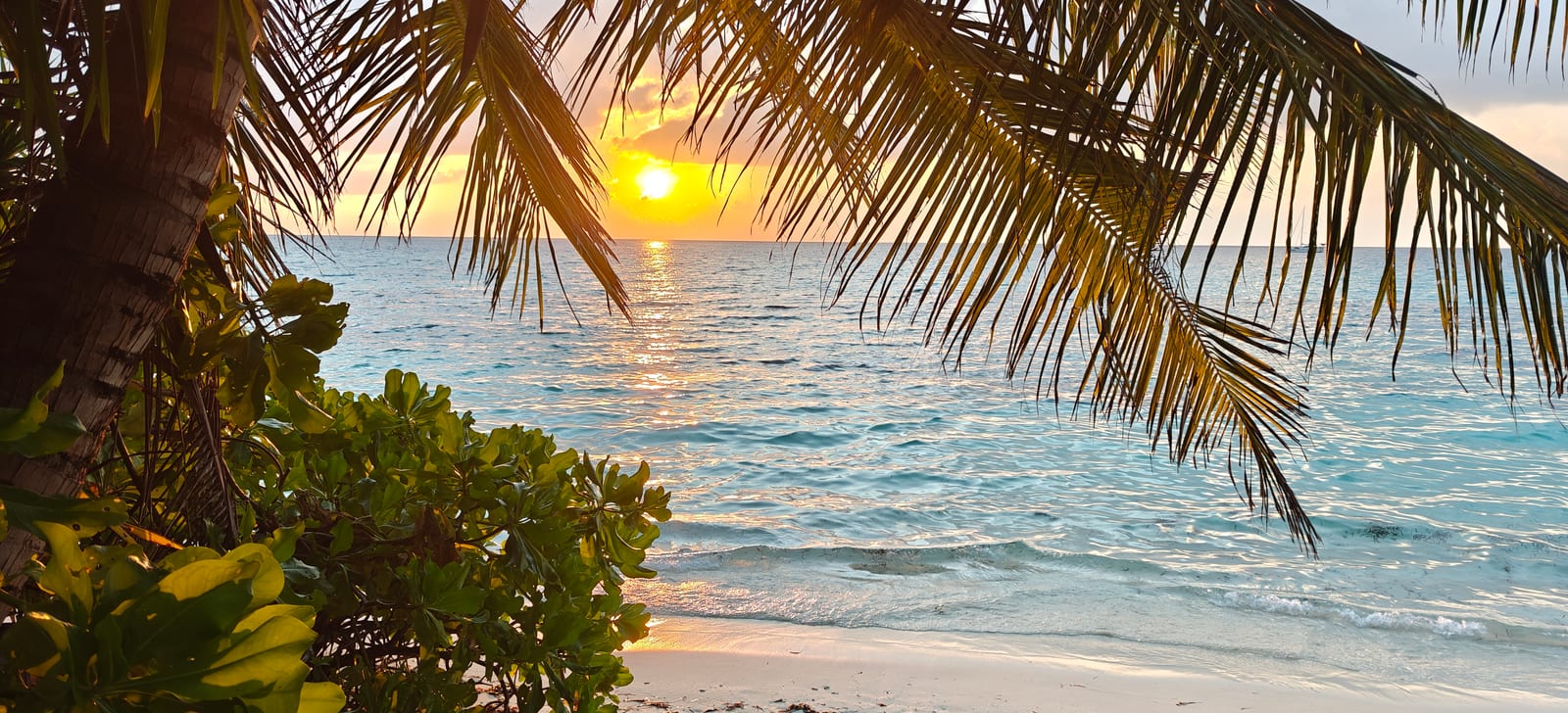Palm fronds framing a sunset over turquoise water on Dhigurah, Maldives