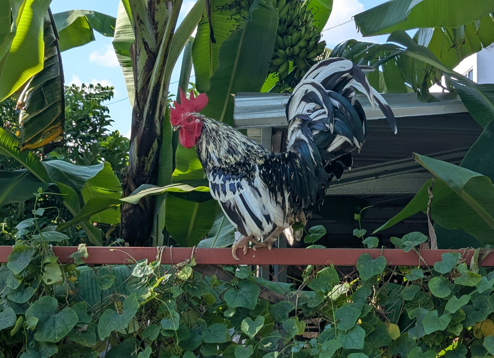 A rooster perched among banana plants in a Java garden
